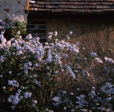 Aster