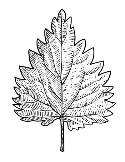 荨麻叶插图，绘画，雕刻，油墨，线条艺术，矢量