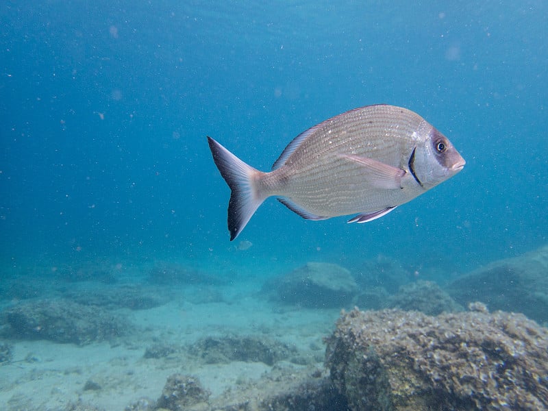 潜水和发现海洋生物