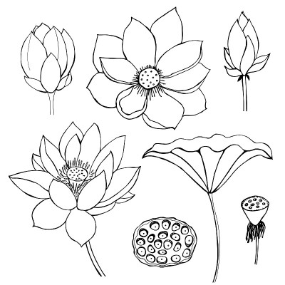 手绘莲花。矢量插图。