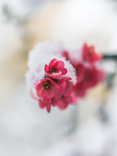 雪中的红色树花(日本榅桲)