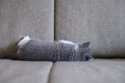 可爱小猫，室内射击
