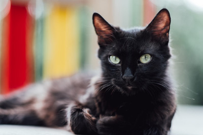 漂亮有趣的绿眼睛黑猫。