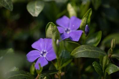紫岩芹，Gänsekresse