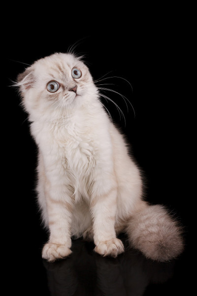 小猫