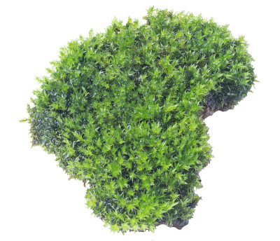 白色背景上孤立的绿色苔藓。