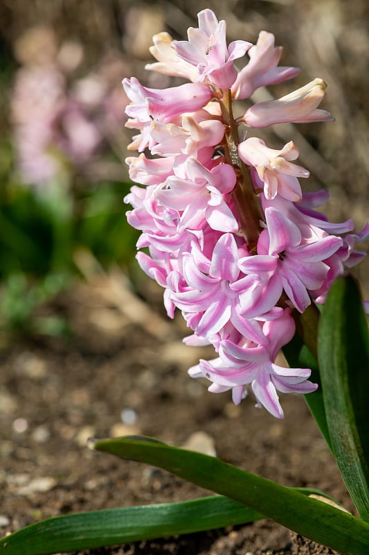 风信子(风信子)花