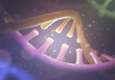 DNA和RNA分子