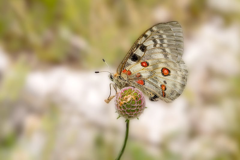 蝴蝶阿波罗或山阿波罗(Parnassius Apollo)