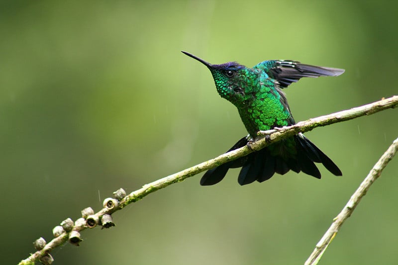 Violet-capped Woodnymph蜂鸟