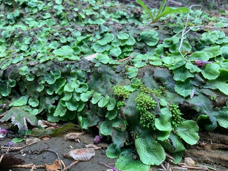 河流生长的纹理-春天外面有植物