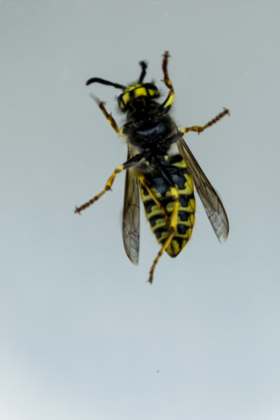 蜜蜂