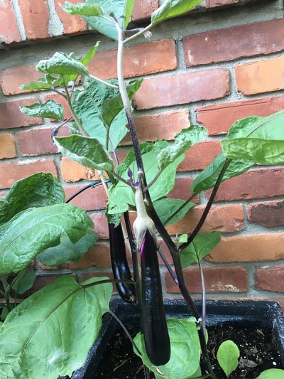 家庭花园的蔬菜