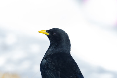 肖像高山丘夫(Pyrrhocorax graculus)