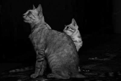 猫
