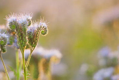 艾菊
