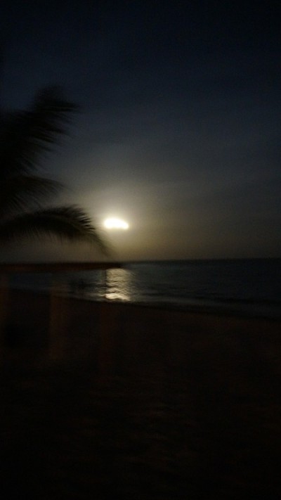 Akumal，墨西哥夏夜/棕榈树和月亮。