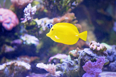 学龄前儿童看鱼缸，水族馆