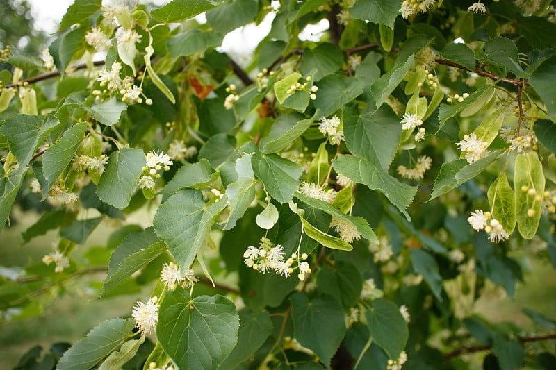 花椴树(椴树，椴木)树浅