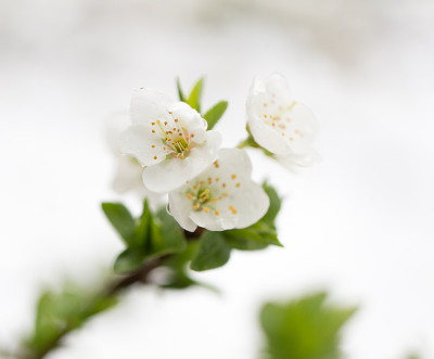 梅花上的花