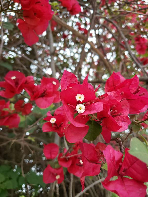 布甘维拉花