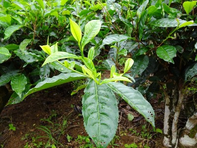 茶树中的茶叶