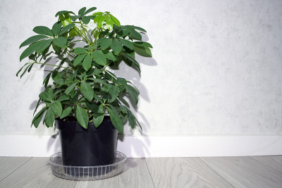 有新叶的谢夫拉草。室内植物的背景。