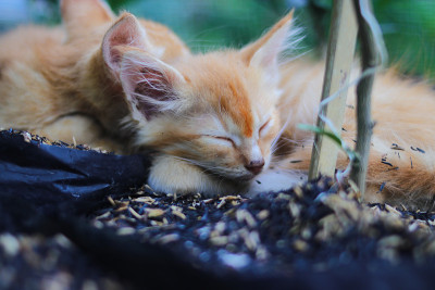 黄色的小猫在后院睡觉