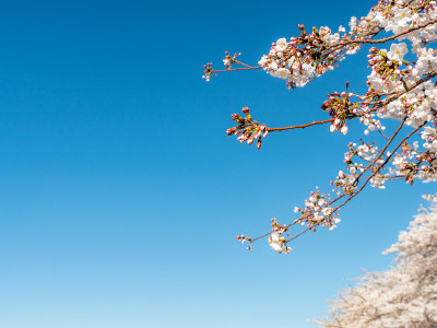 樱花季或花见。抽象的樱花背景。樱花在日本被称为Sakura。