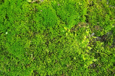 苔藓高等植物或苔藓植物。苔藓学的主题，苔藓的科学。潮湿的混凝土上覆盖着亮绿色的苔藓地毯。美丽的自然背
