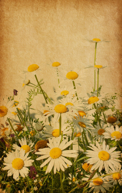 Chamomiles