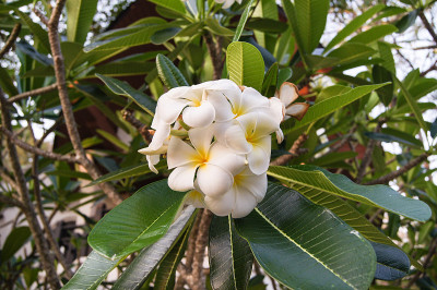 鲜艳的花