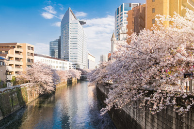 日本东京目黑河上的樱花