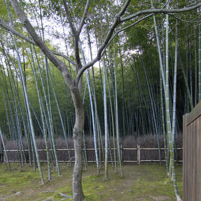 日本京都的佐野高竹林