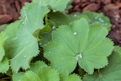 雨滴落在青花叶上