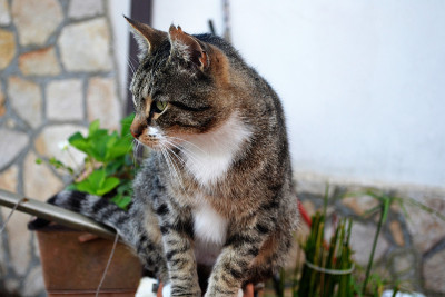 猫在窗口