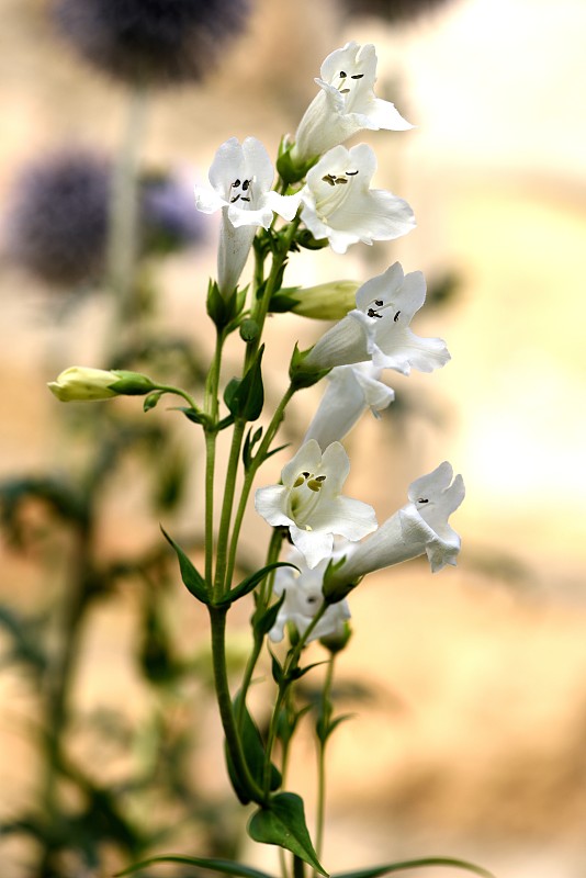 Penstemon Pensham结婚纪念日。