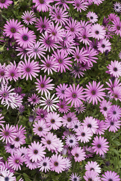 角雏菊