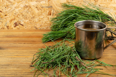 松针茶，冬季健康维生素C饮料