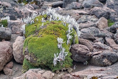 卡扬贝火山上的高海拔植物