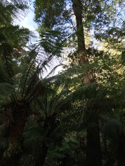 Maits Rest Rainforest Walk