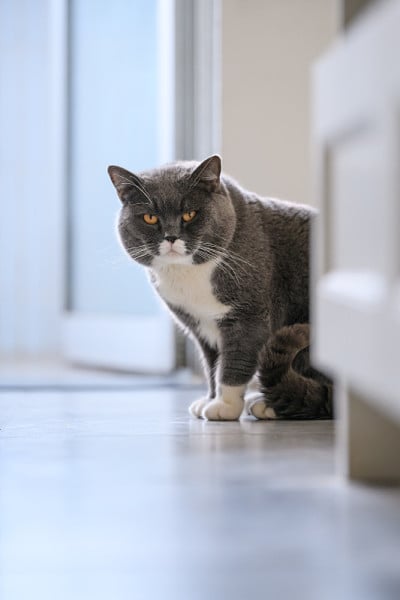 可爱的英国短毛猫，在室内拍摄