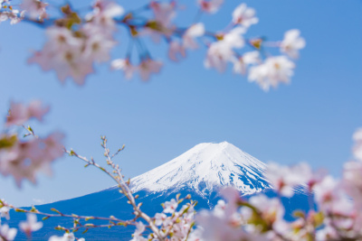 富士山和樱花景观。