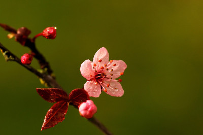 梅花