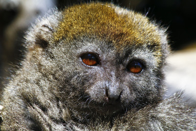 东部小竹狐猴(Hapalemur griseus)，也被称为t