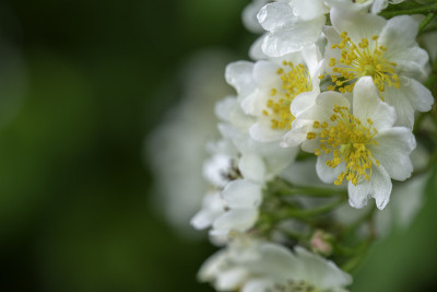 Rosa Multiflora #5，百合池县公园，纽约