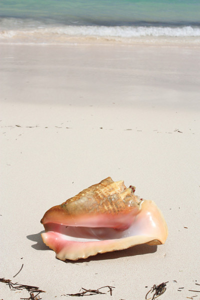 海贝