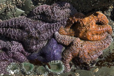 混乱的海星