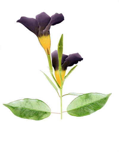 紫色曼德拉在白色上开花