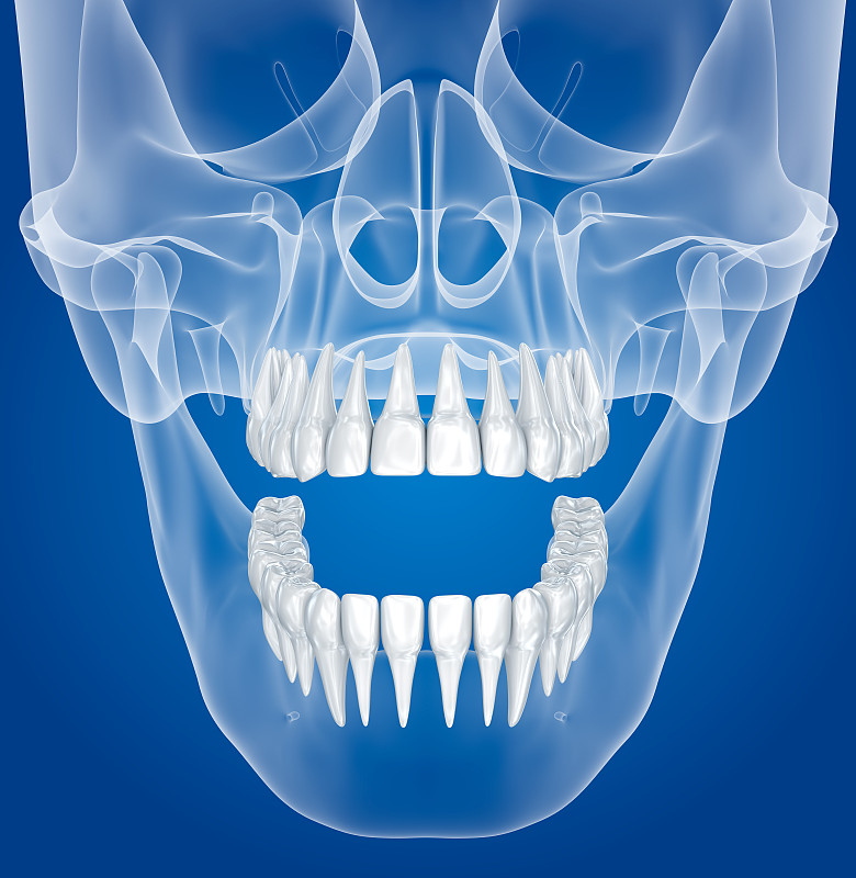 透明的头骨和牙齿，x光视图。3 d演示。